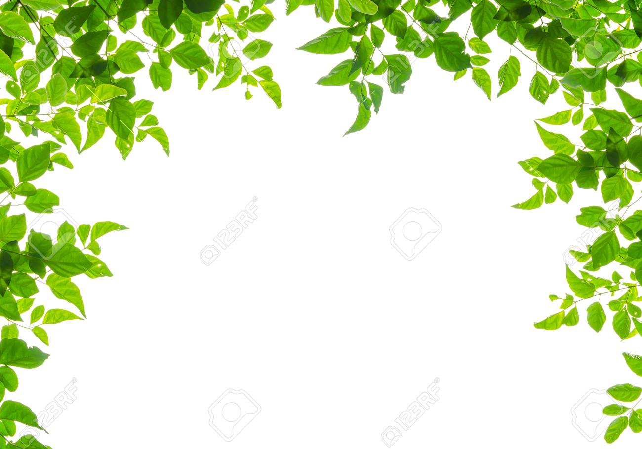 green leaf frame isolated on white background stock photo picture and royalty free image image 31966769 green leaf frame isolated on white background