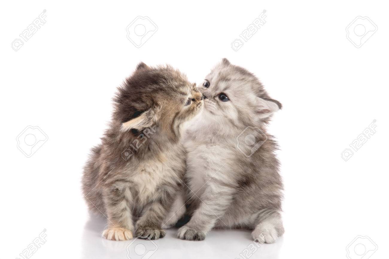 分離した白い背景の上にキス 2 つのかわいい子猫 の写真素材 画像素材 Image