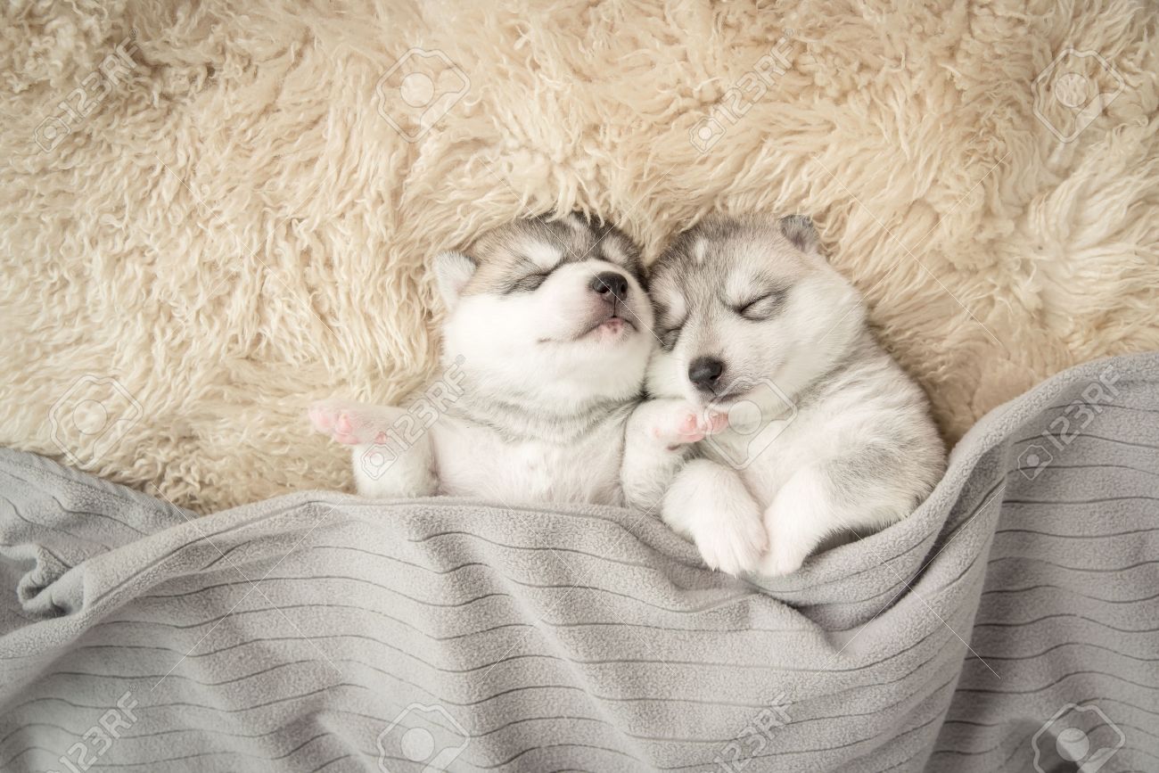 Two Of Siberian Husky Puppies Sleeping Under A Grey Blanket Stock Photo Picture And Royalty Free Image Image 42975182