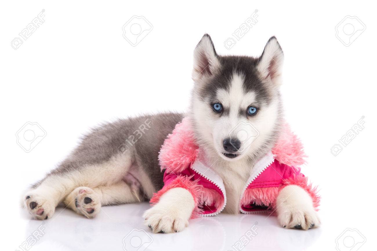 husky clothes