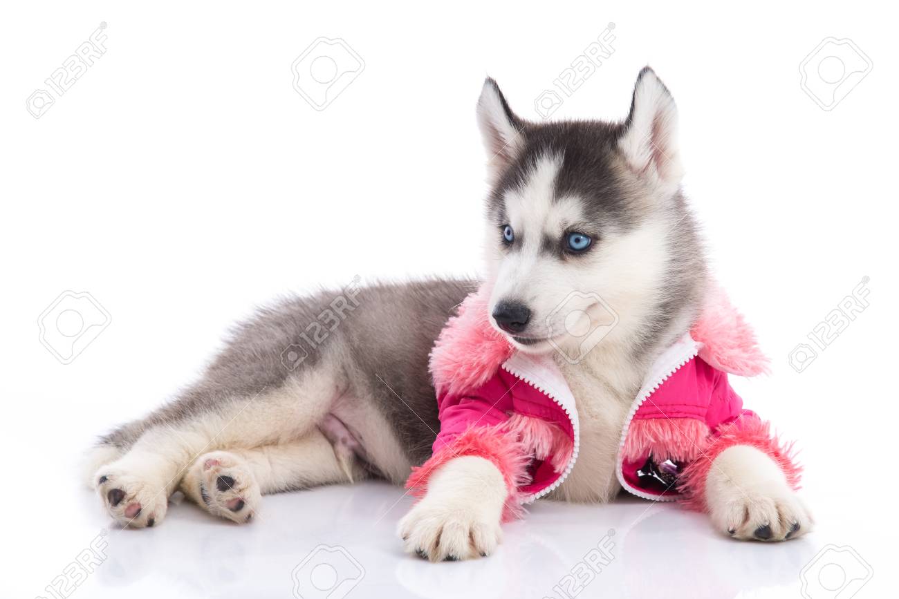 clothes for huskies