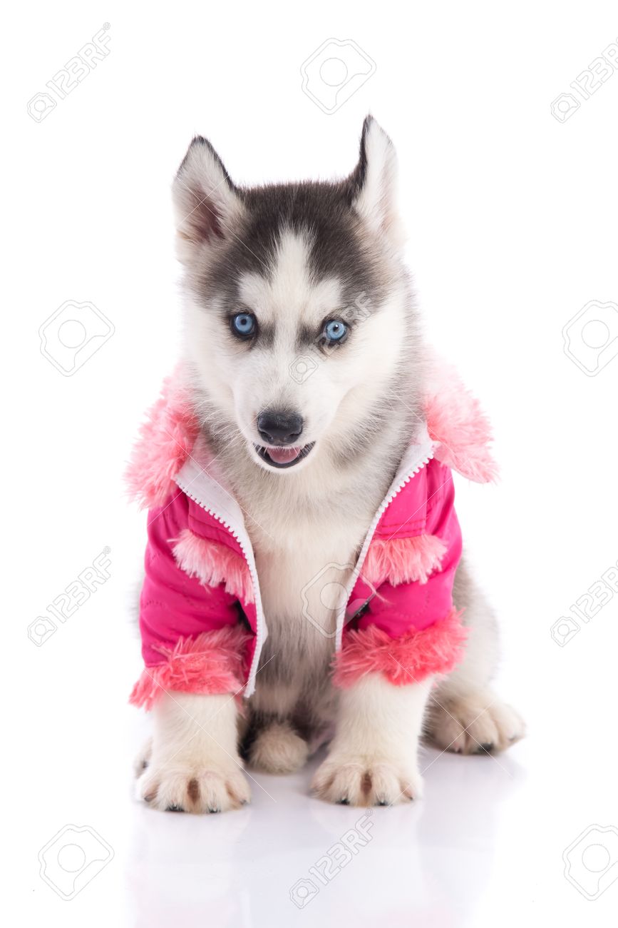 top loading cat litter box