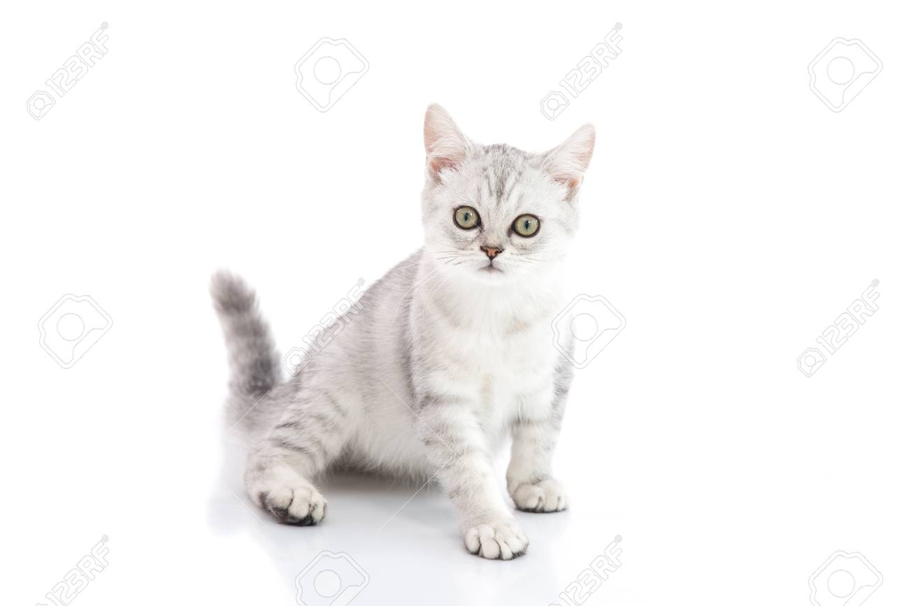 Cute British Shorthair Kitten Sitting And Looking On White