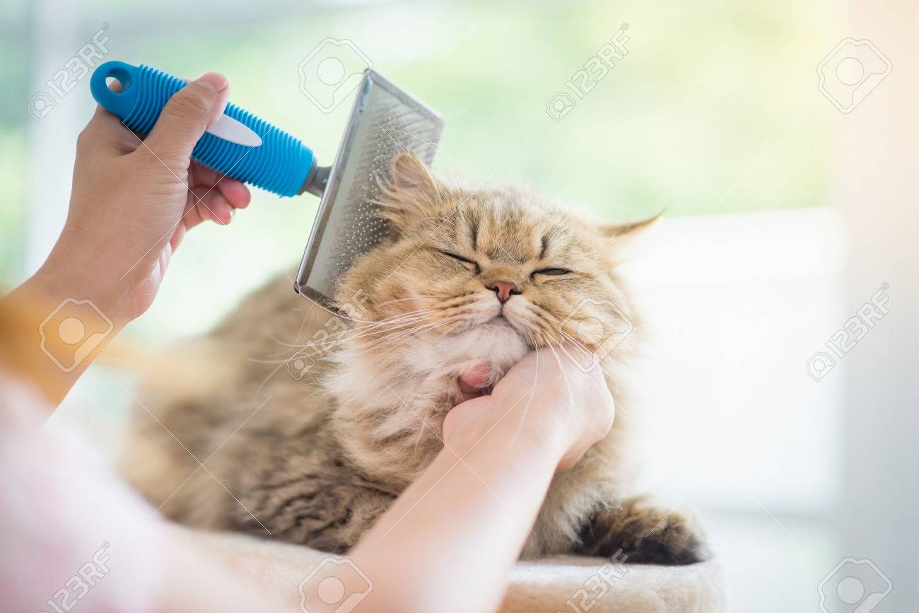 cat comb