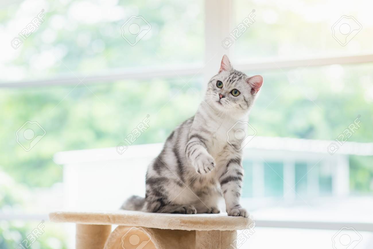 かわいいアメリカン ショートヘアー猫キャット タワーの上に座って の写真素材 画像素材 Image