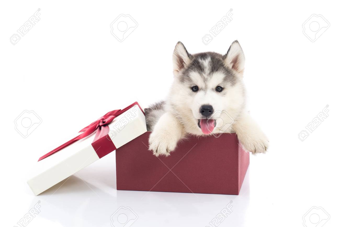 husky gifts
