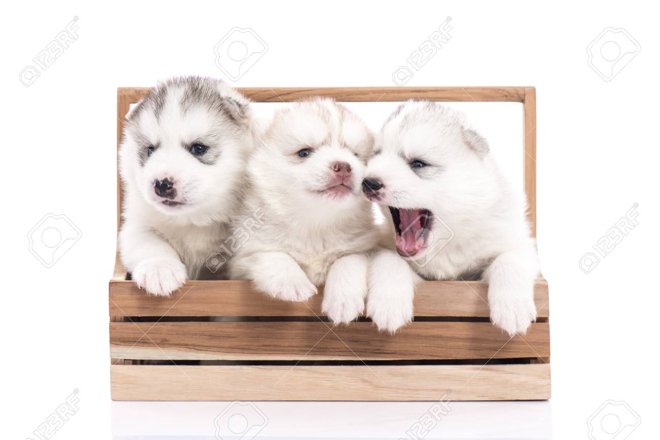 husky crate