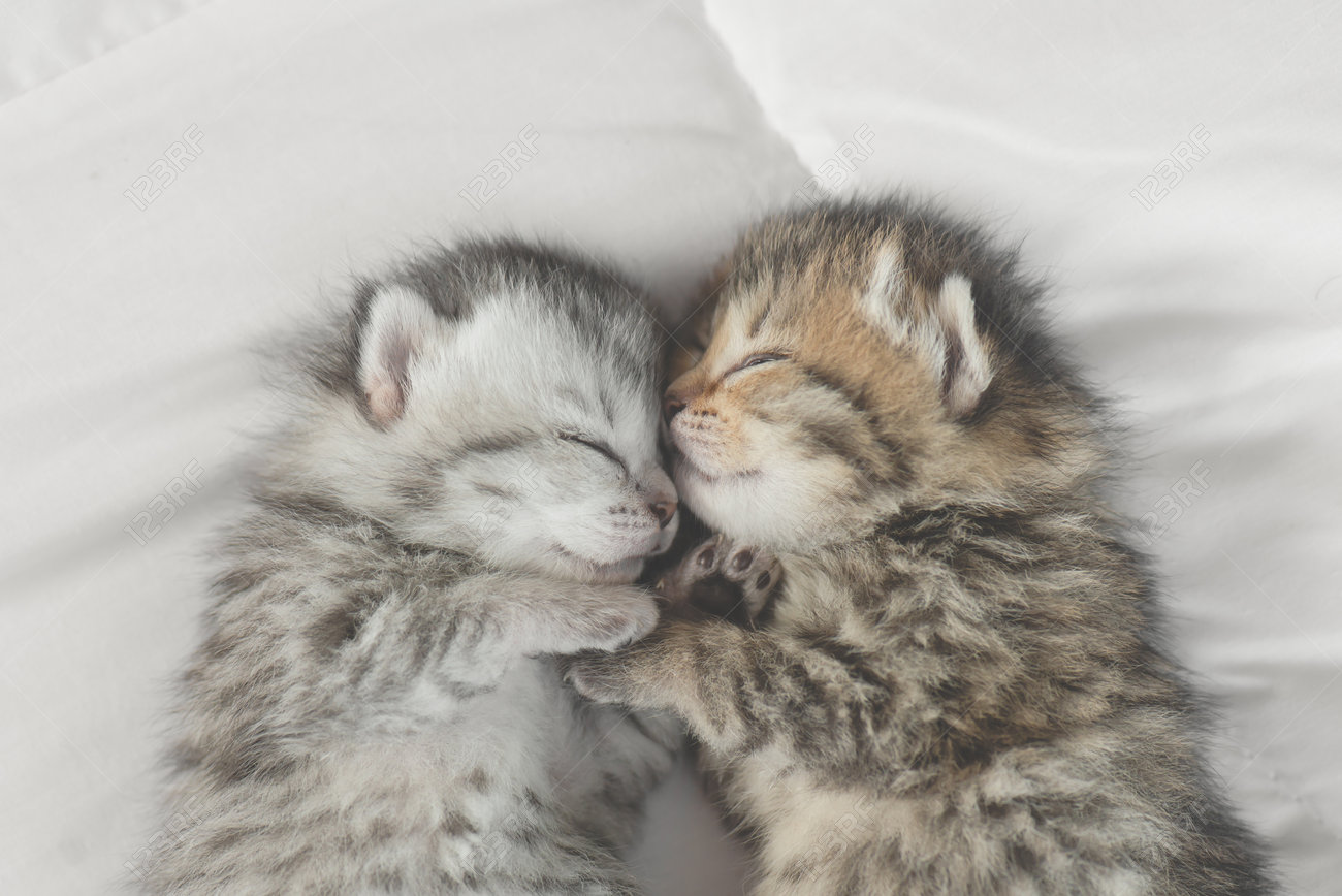 Cute Tabby Kittens Sleeping And Hugging On White Bed Stock Photo Picture And Royalty Free Image Image 81480883