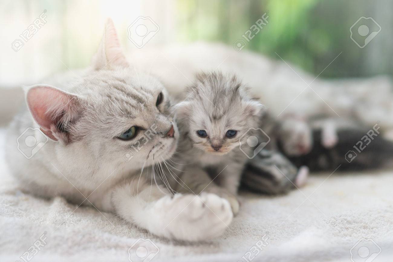 アメリカンショートヘア猫の愛で彼女の子猫をハグ の写真素材 画像