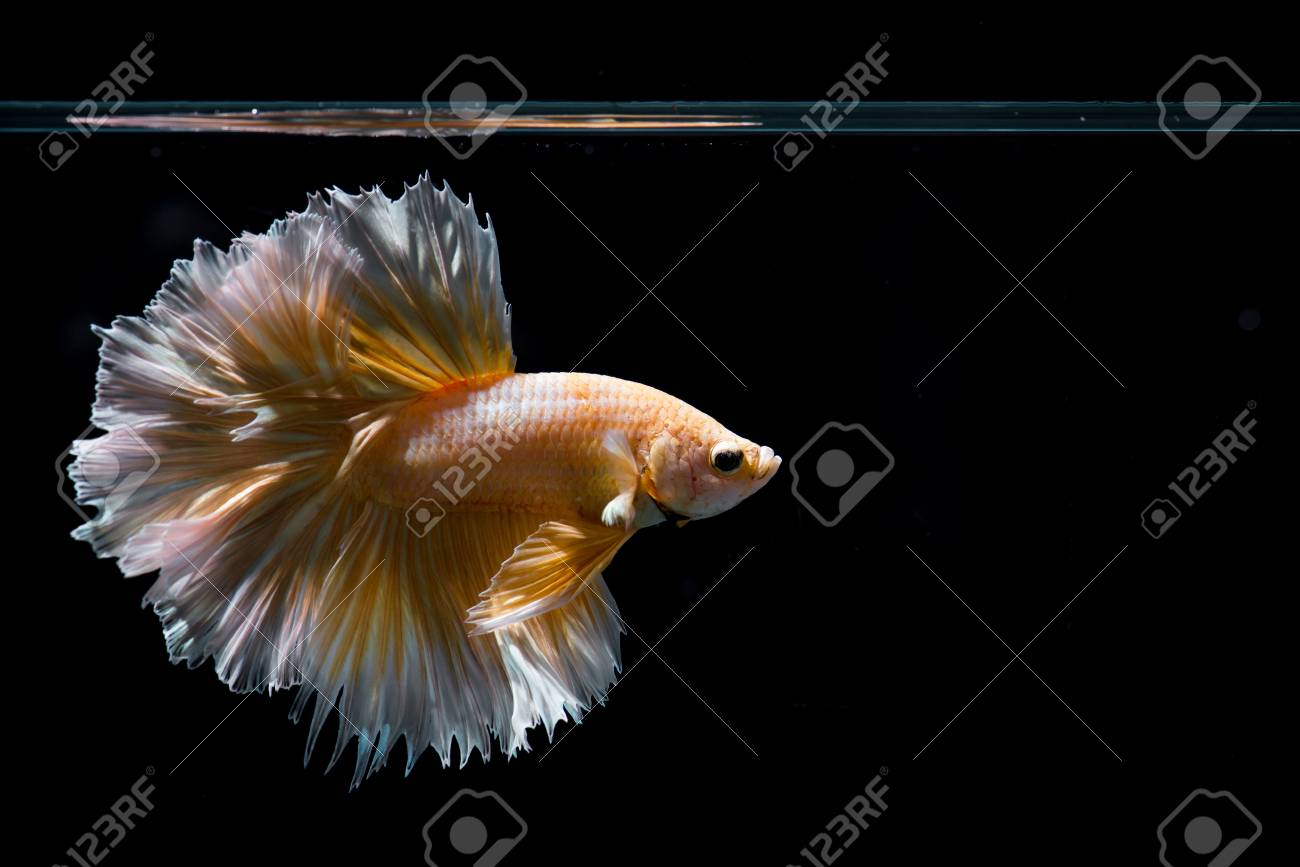 Gold betta fish, siamese fighting fish on black background - 87893520 Gold betta fish, siamese fighting fish on black background - 87893520