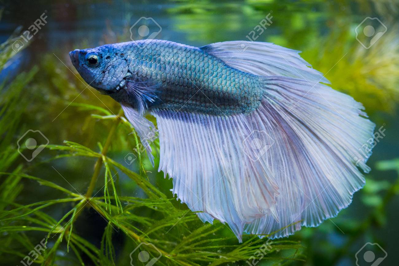 siamese fighting fish tank