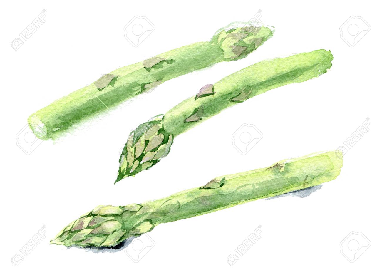 水彩食品イラスト アスパラガス スケッチ 分離されました の写真素材 画像素材 Image 水彩食品イラスト アスパラガス スケッチ 分離されました の写真素材 画像素材 Image