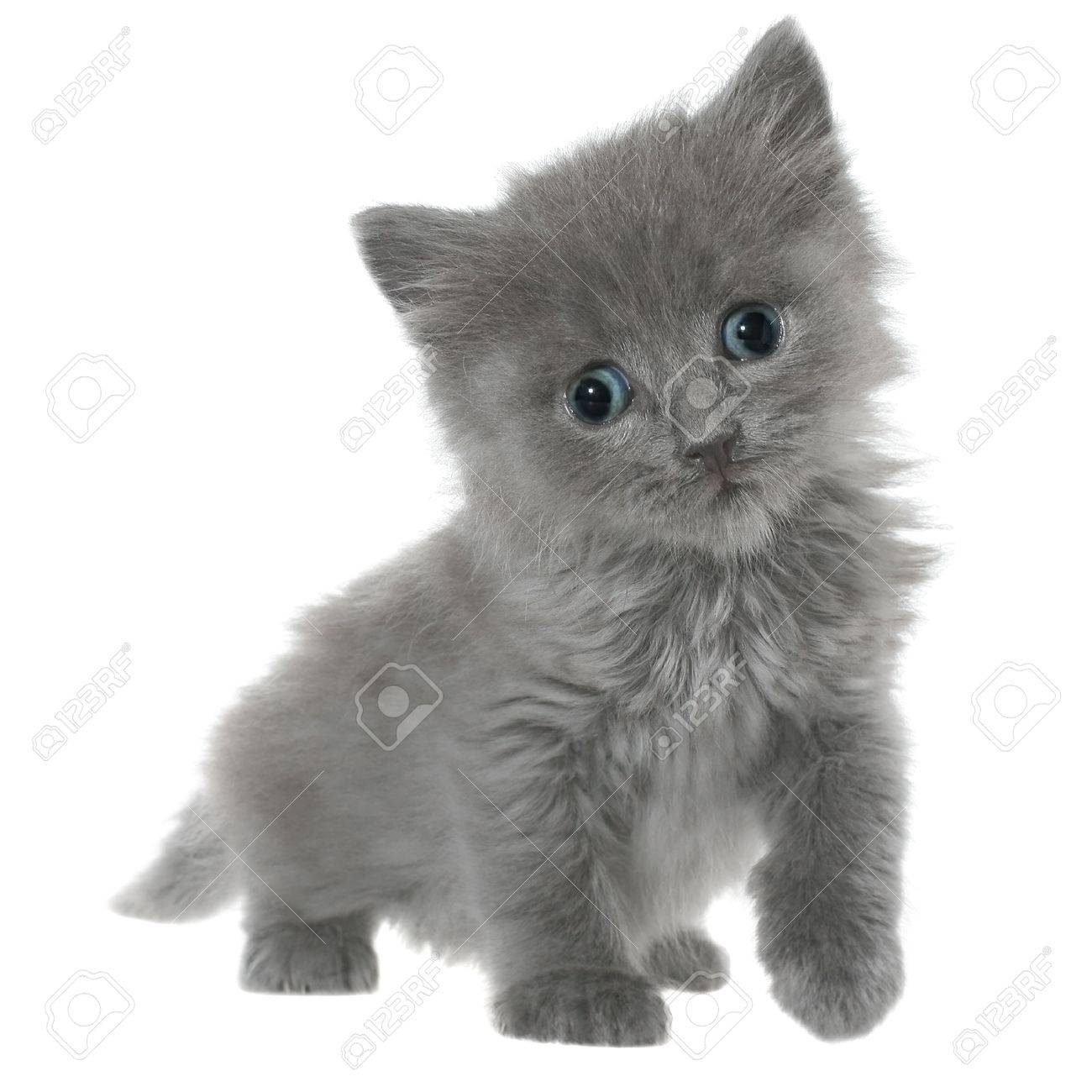 pet stores near me that sell ferrets