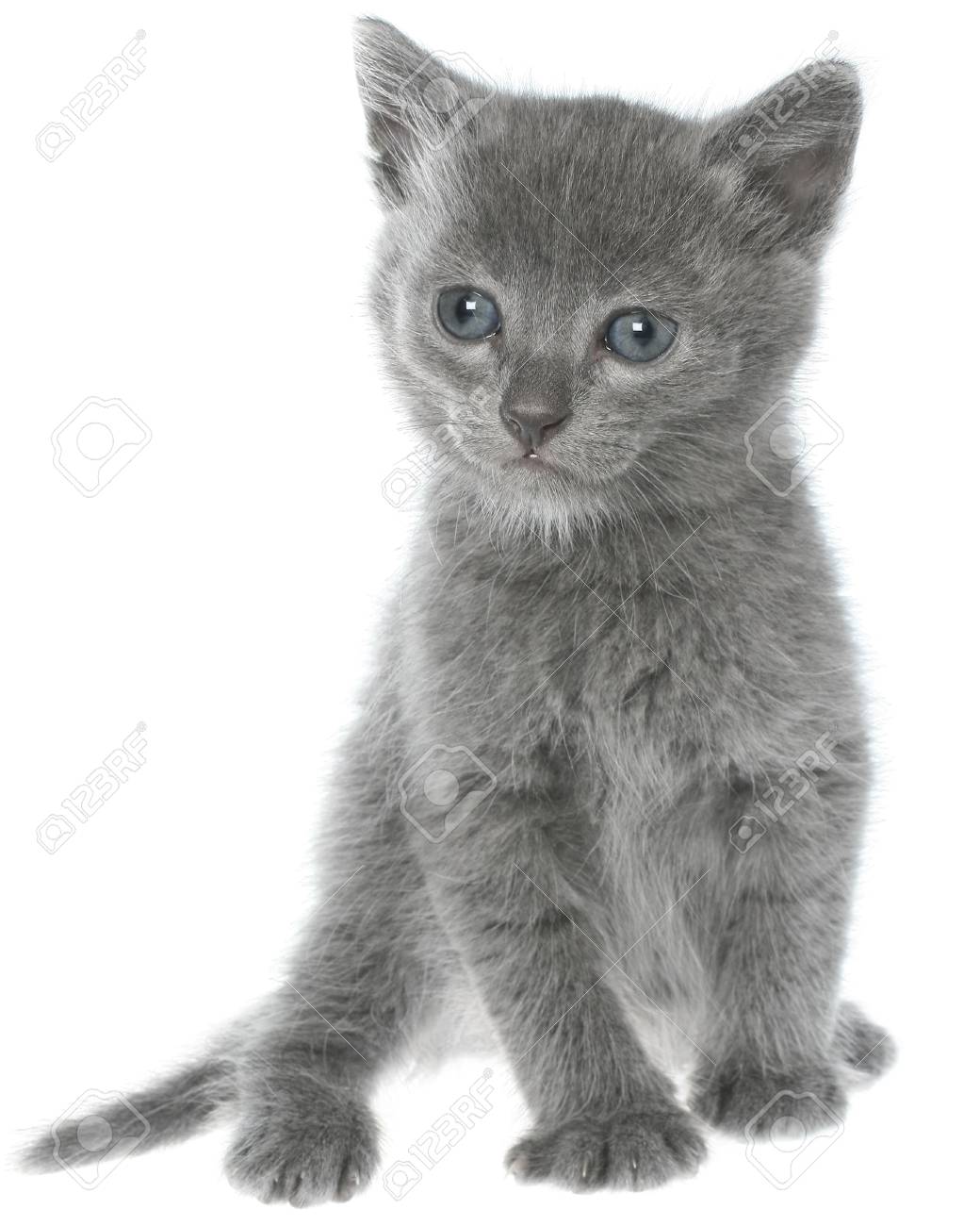 Petit Gris Shorthair Chaton Assis Isole Sur Fond Blanc Banque D Images Et Photos Libres De Droits Image