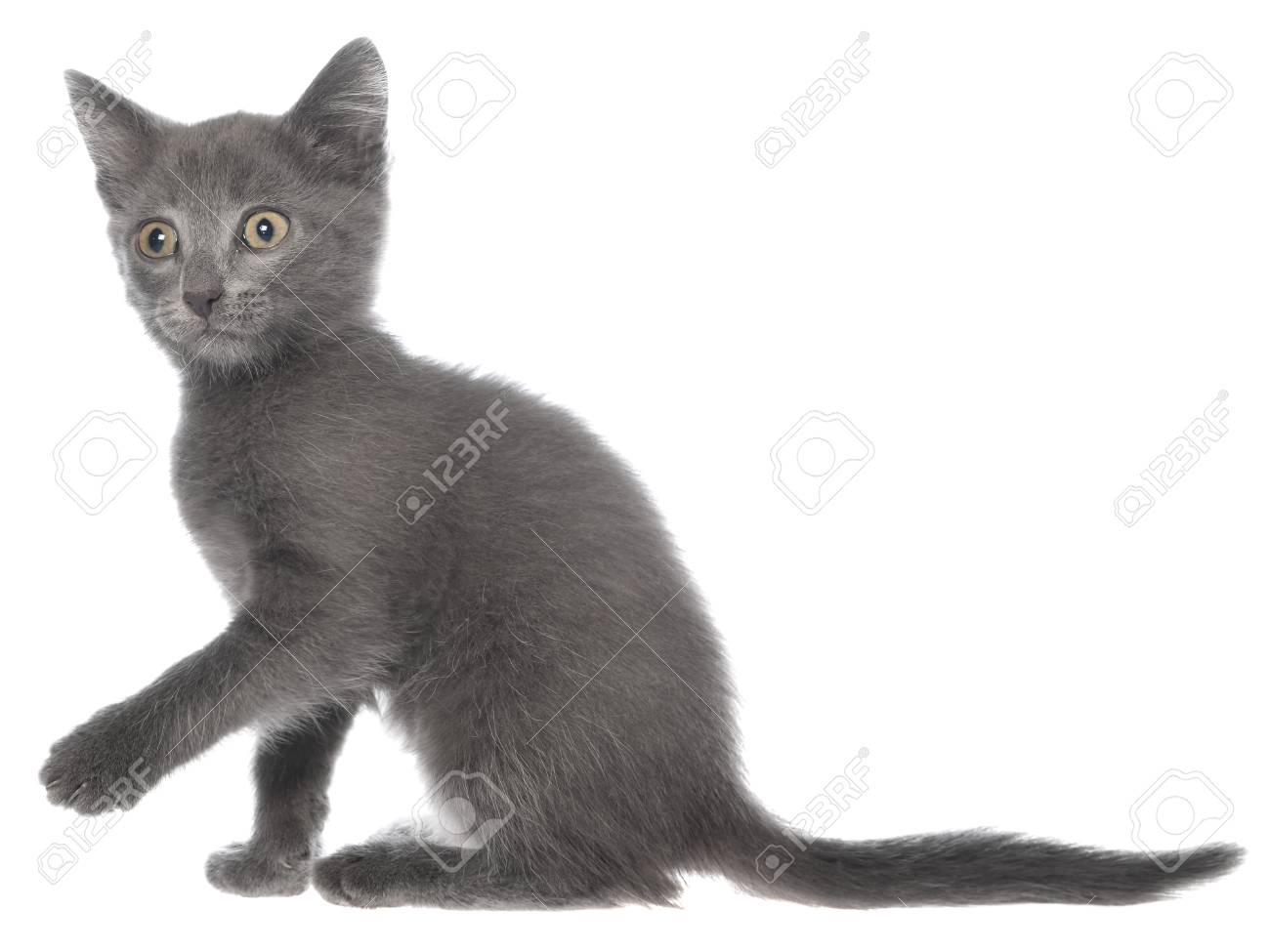 Petit Chaton De Chien Gris Assis Isolé Sur Fond Blanc