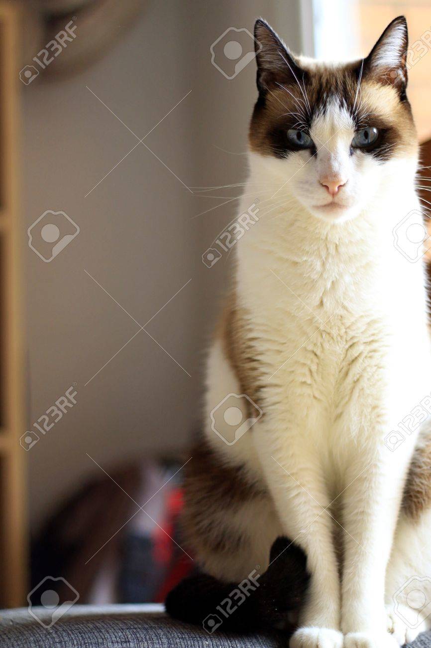 Siamese Mix Katze Braun Und Weiss Der Auf Einem Stuhl Am Fenster Lizenzfreie Fotos Bilder Und Stock Fotografie Image