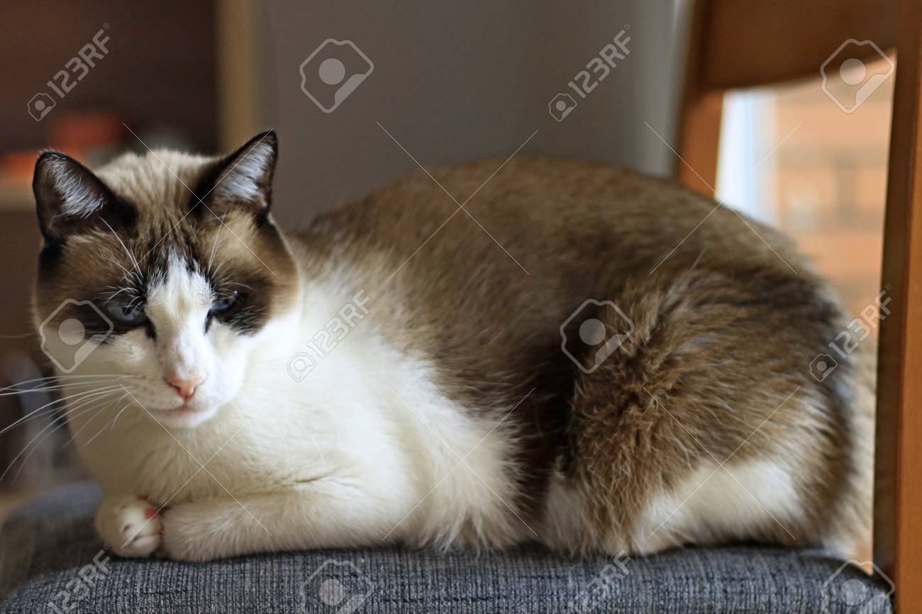 Mélange De Chat Siamois De Brun Et Blanc Assis Dans Une Chaise Dormant