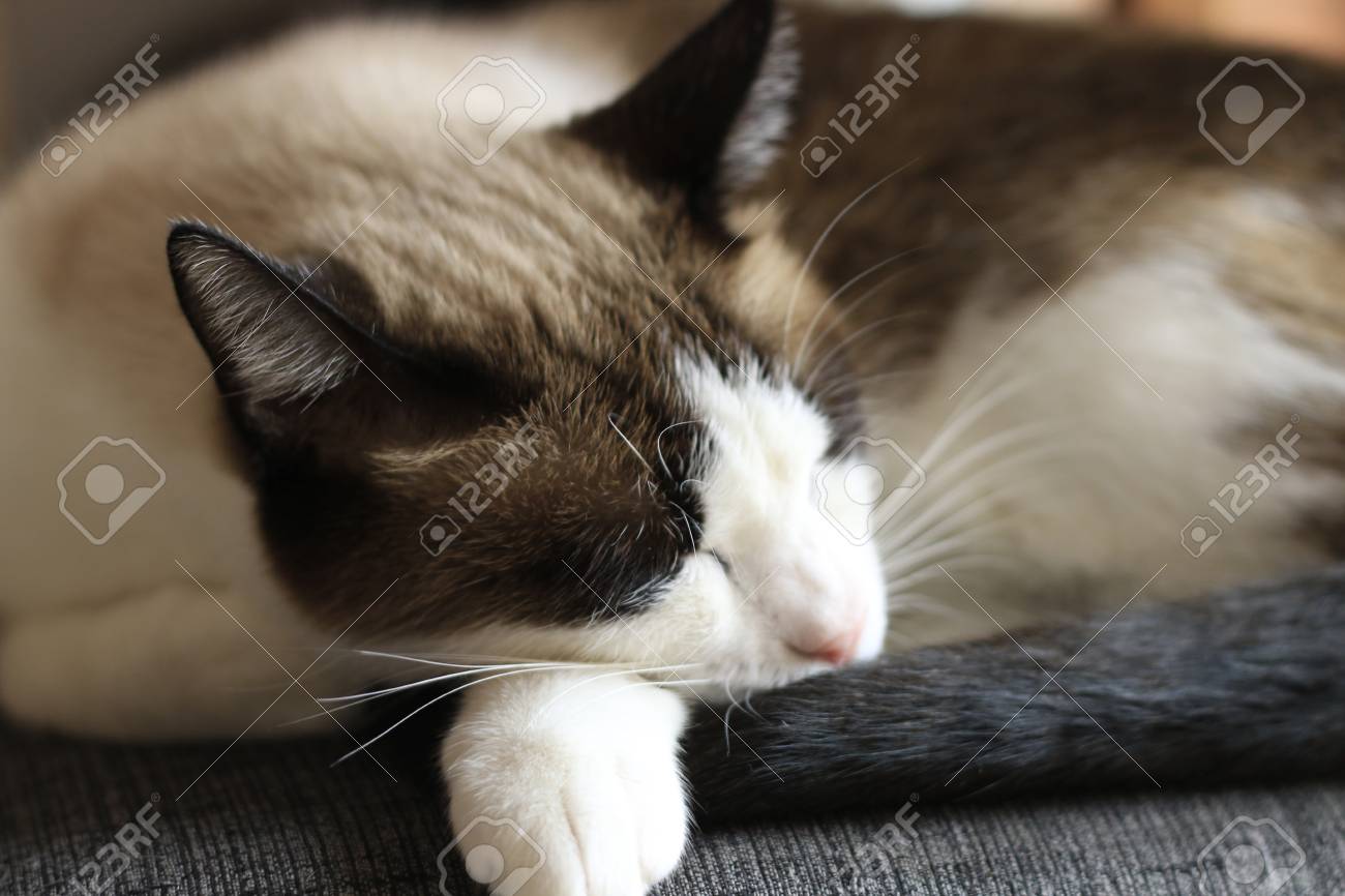Siamese Mix Katze Schlaft In Einem Stuhl Mit Seinem Schwanz Sammlung Lizenzfreie Fotos Bilder Und Stock Fotografie Image