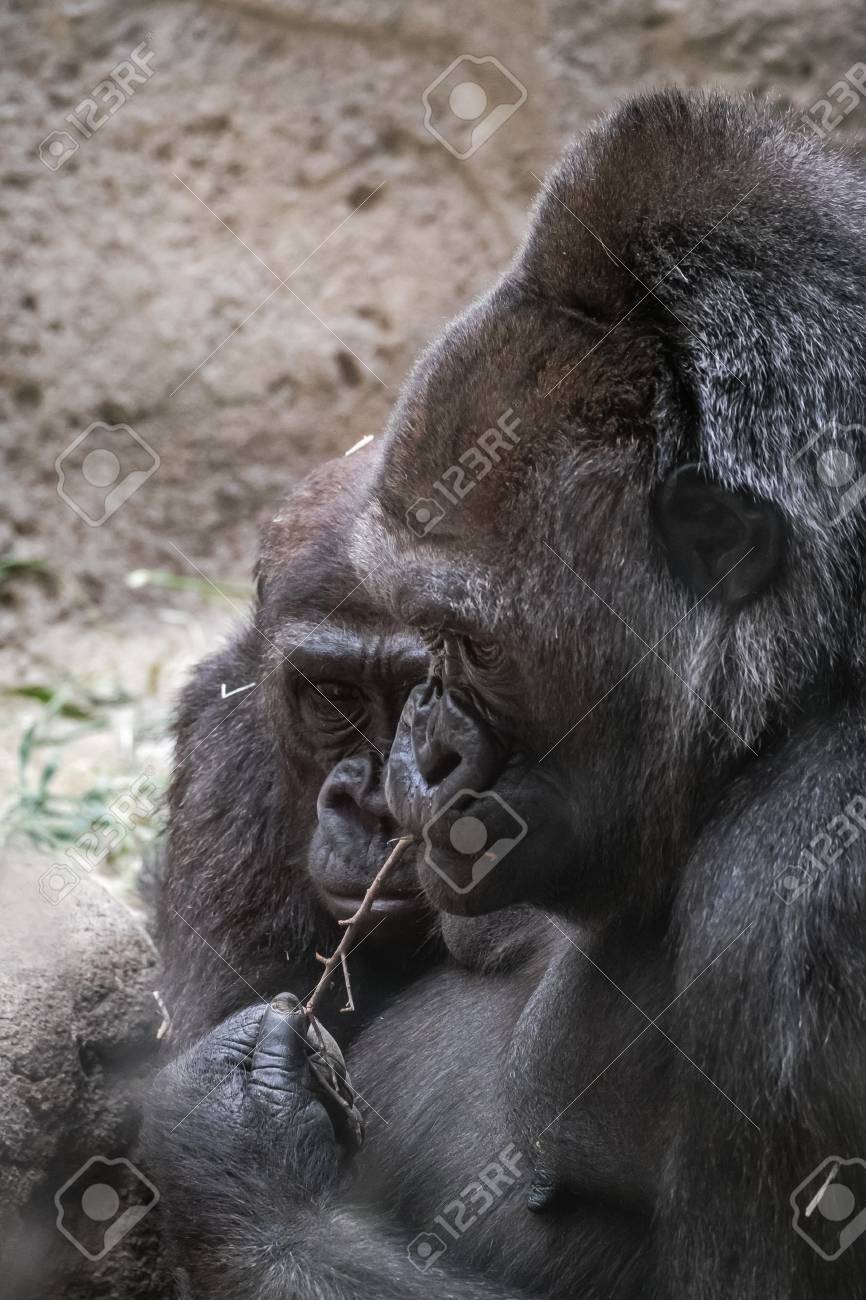 思慮深い大人ゴリラのカップルの最前線 の写真素材 画像素材 Image 45061045