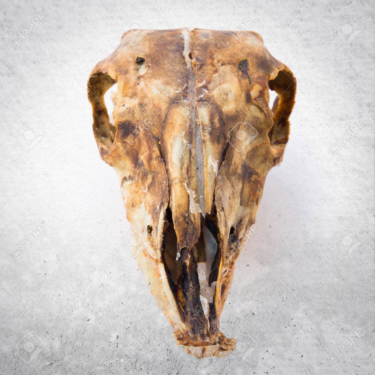 rabbit skull rabbit skull