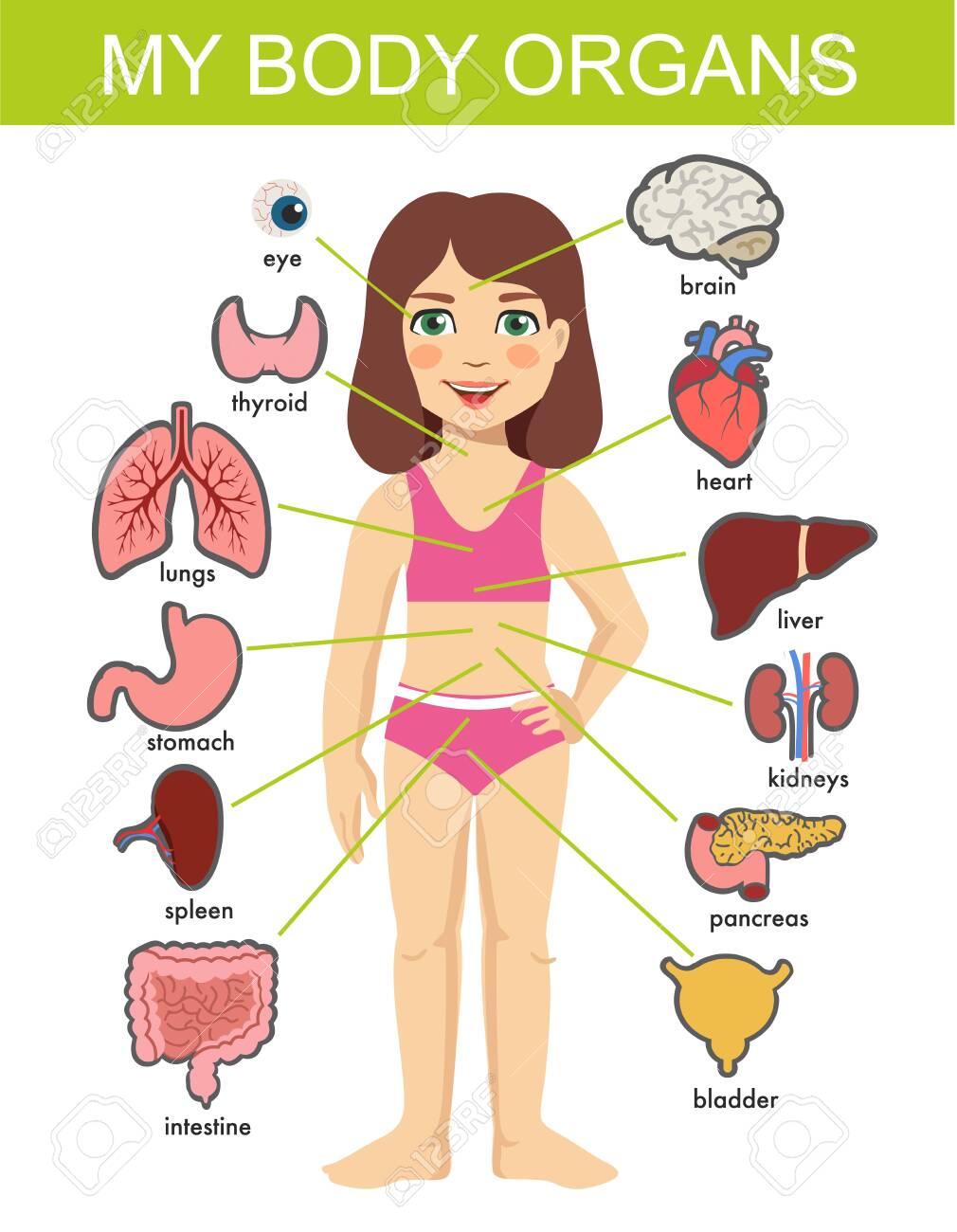 Girl Internal Organs. Hild Vector Medical Organs System. Female Human  Internal Organs On Girl Body Infographic Diagram For Childrens Education.  Isolated On White Background. Royalty Free SVG, Cliparts, Vectors, and  Stock Illustration., image size:1010x1300