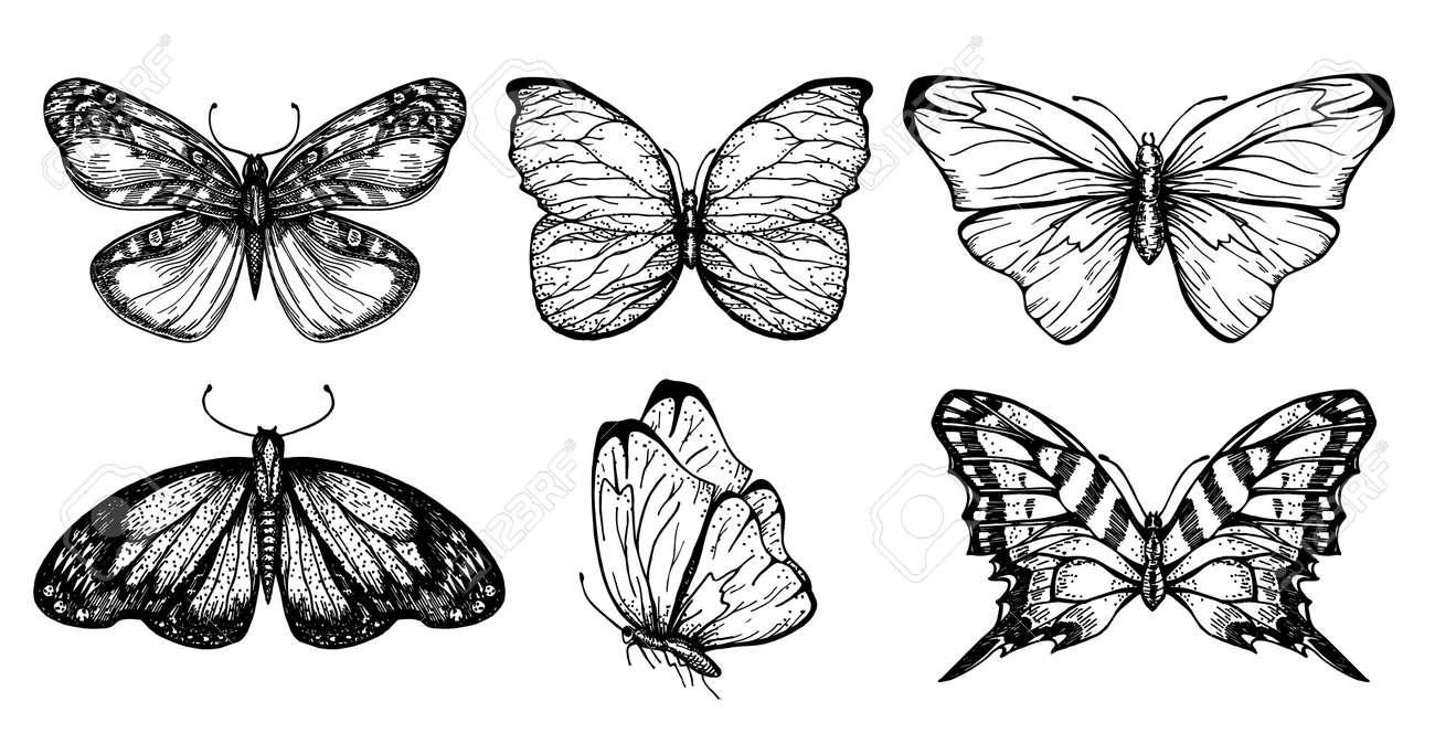 Collection of butterfly drawings for your design. Hand drawn sketch set of insects. Monochrome image of butterflies. Vector sketch. - 169743663 Collection of butterfly drawings for your design. Hand drawn sketch set of insects. Monochrome image of butterflies. Vector sketch. - 169743663