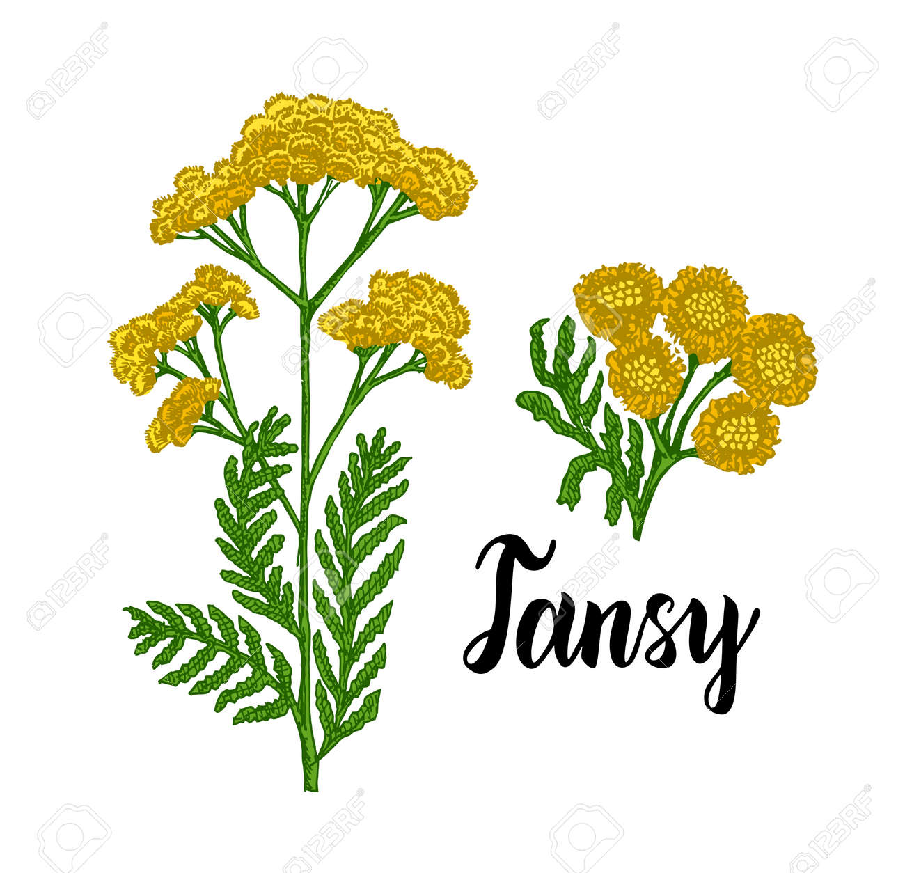 Tansy flowering plant with yellow flowers on stem, medical herb. Cosmetics and medical plant. Vector hand drawn color illustration - 169743700 Tansy flowering plant with yellow flowers on stem, medical herb. Cosmetics and medical plant. Vector hand drawn color illustration - 169743700