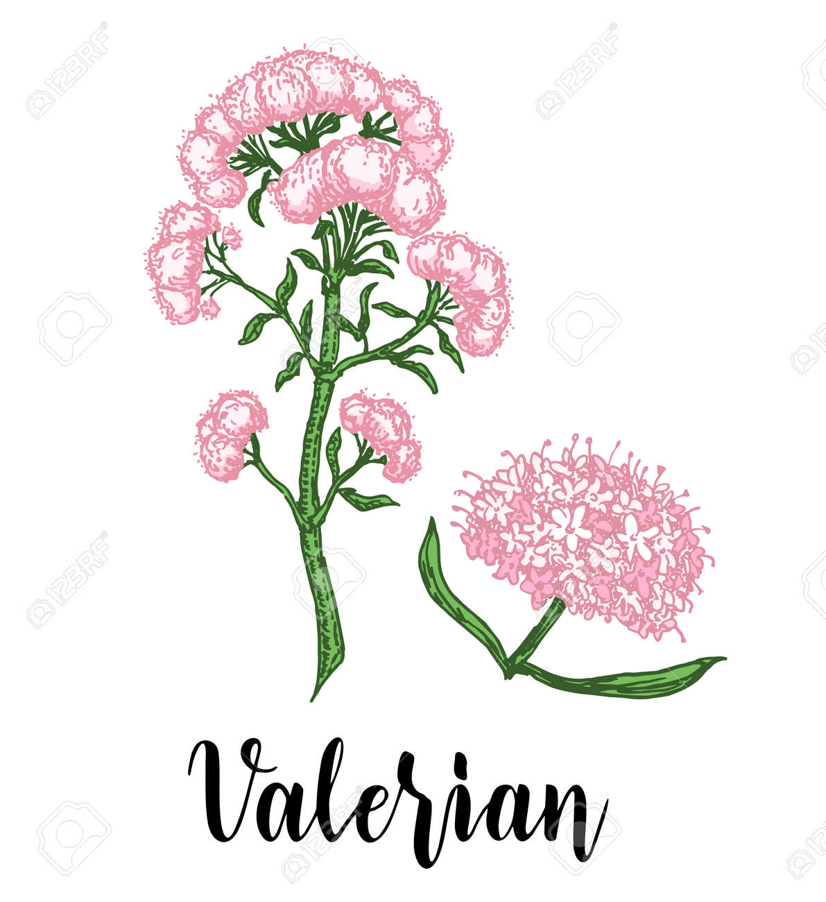 Hand drawn Valerian with leaves and flowers. Valeriana officinalis isolated on white background. Medical herbs. Forest plant. Vector illustration engraved. - 169743702 Hand drawn Valerian with leaves and flowers. Valeriana officinalis isolated on white background. Medical herbs. Forest plant. Vector illustration engraved. - 169743702