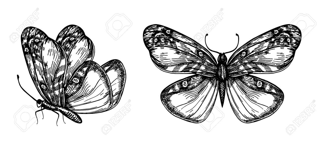 Set of vector hand drawn butterflies for design Vector hand illustration of butterflies with open and folded wings - 169743705 Set of vector hand drawn butterflies for design Vector hand illustration of butterflies with open and folded wings - 169743705