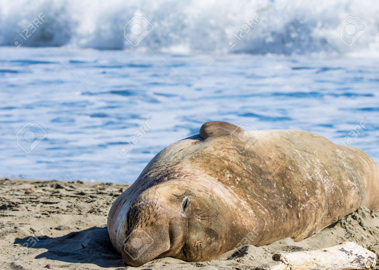 Bull Elephant Seal on San Simeon Beach - California. - 158803406 Bull Elephant Seal on San Simeon Beach - California. - 158803406