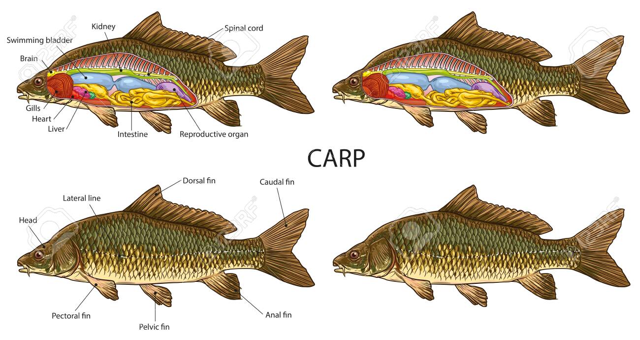 Carp Fish Anatomy Royalty Free Cliparts Vectors And Stock Illustration Image 134766891