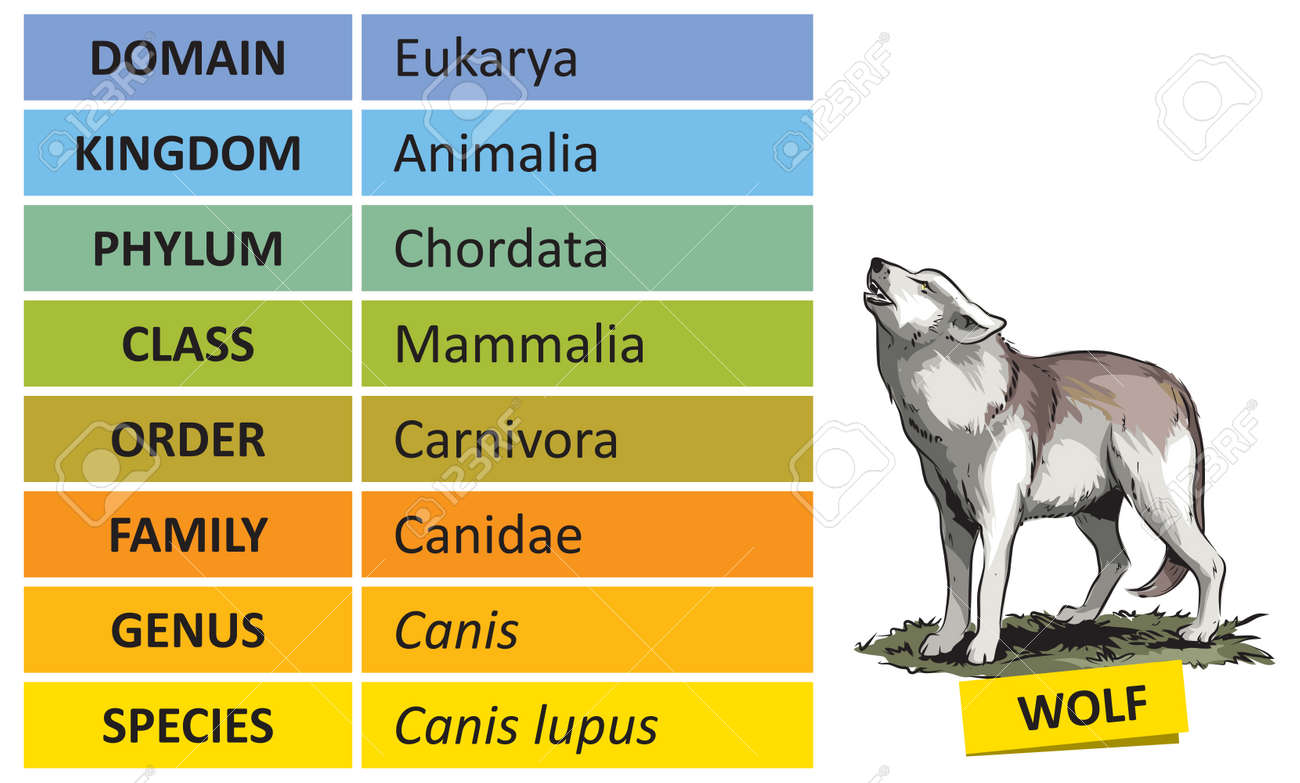Celda de poder histórico vendedor La Jerarquía De Los Principales Rangos Taxonómicos De La Clasificación Biológica. Clasificación De Organismos En Categorías Sistémicas, Ejemplo Wolf. Ilustraciones Svg, Vectoriales, Clip Art Vectorizado Libre De Derechos. Image 167738730. Celda de poder histórico vendedor La Jerarquía De Los Principales Rangos Taxonómicos De La Clasificación Biológica. Clasificación De Organismos En Categorías Sistémicas, Ejemplo Wolf. Ilustraciones Svg, Vectoriales, Clip Art Vectorizado Libre De Derechos. Image 167738730.