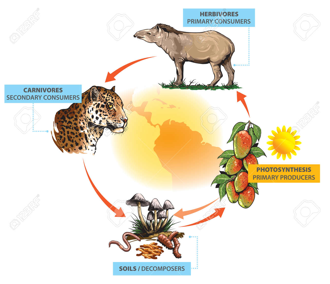 南アメリカの食物連鎖の例：マンゴーフルーツ-バク-ジャガー。のイラスト素材・ベクター Image 179112575