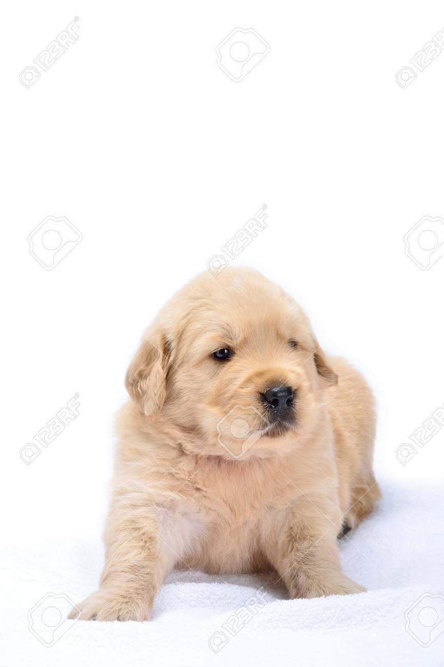 白い背景の上の子犬のタオル 赤ちゃん犬種ラブラドールは素敵な明るい の写真素材 画像素材 Image