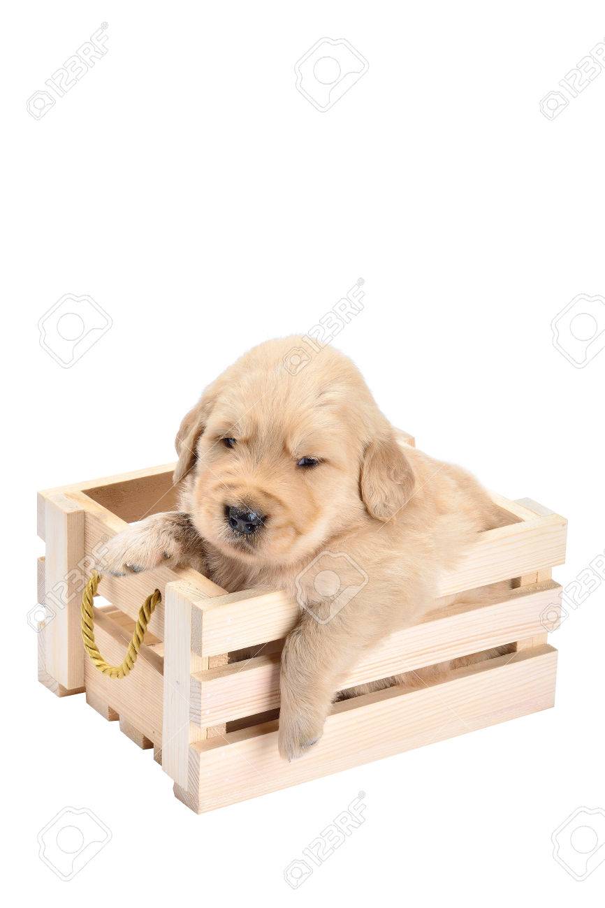 Baby Dog Breed Labrador Is A Lovely Bright Puppies In Basket Stock