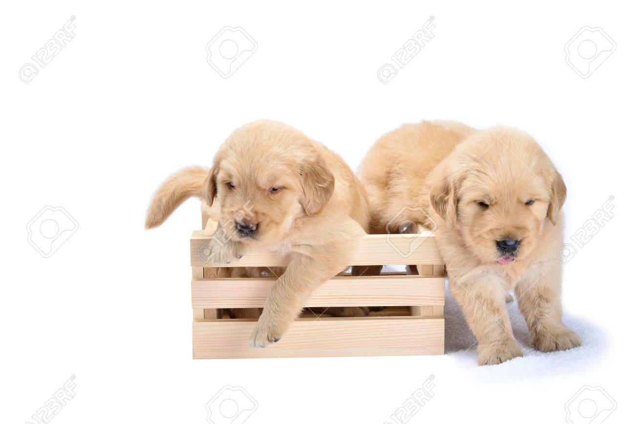 images Razas De Perros Preciosos raza de perro labrador bebe es un precioso cachorros brillantes en la canasta fondo blanco
