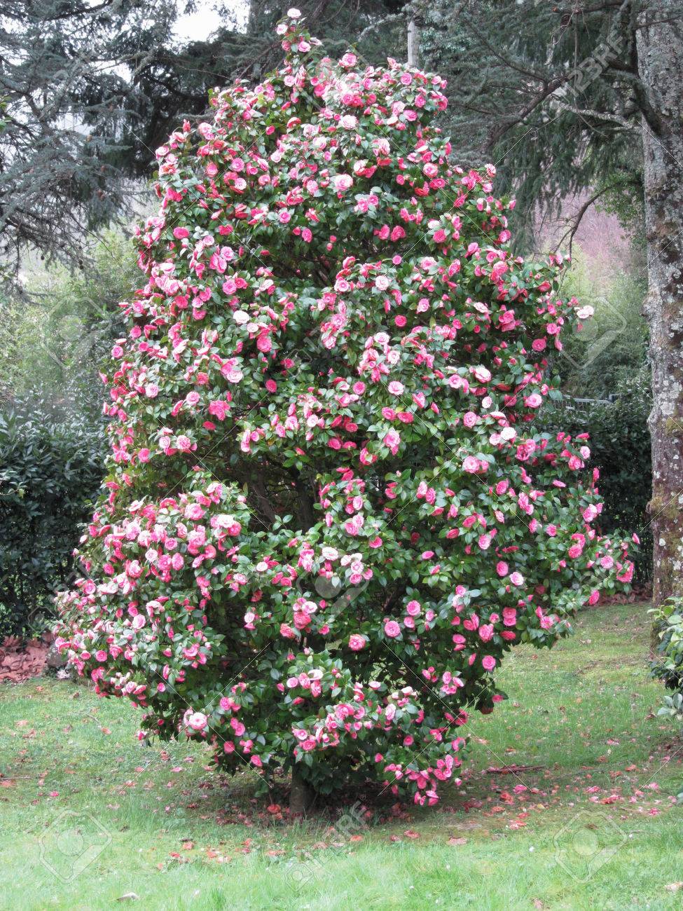 Antiguo Cultivar Japonés De Flor De Camelia Japonica Arbusto De Hoja Perenne Fotos Retratos Imágenes Y Fotografía De Archivo Libres De Derecho Image 72436515
