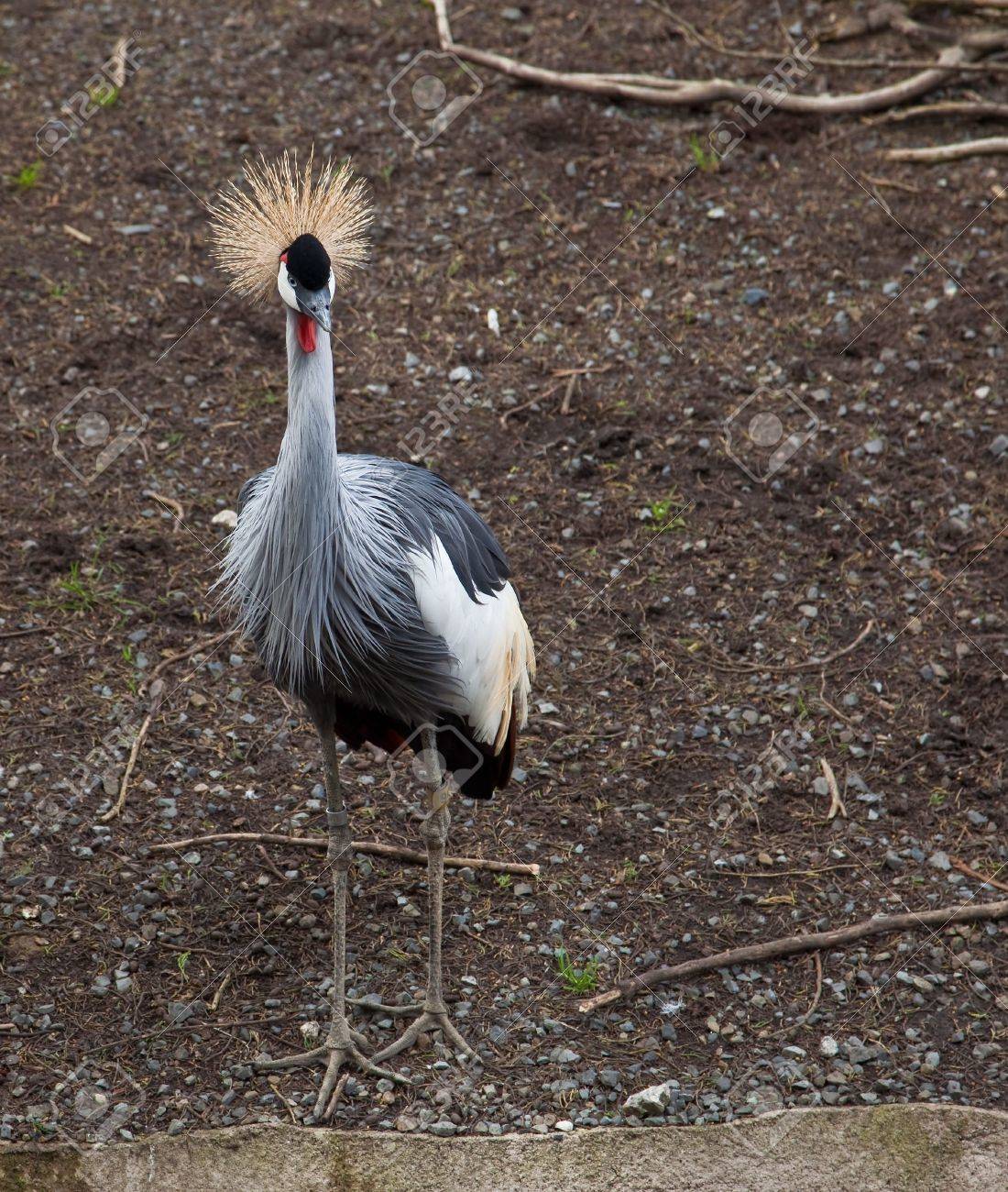 La Grue Couronnée Grey Balearica Regulorum Est Un Oiseau De La Famille De Grue Gruidae