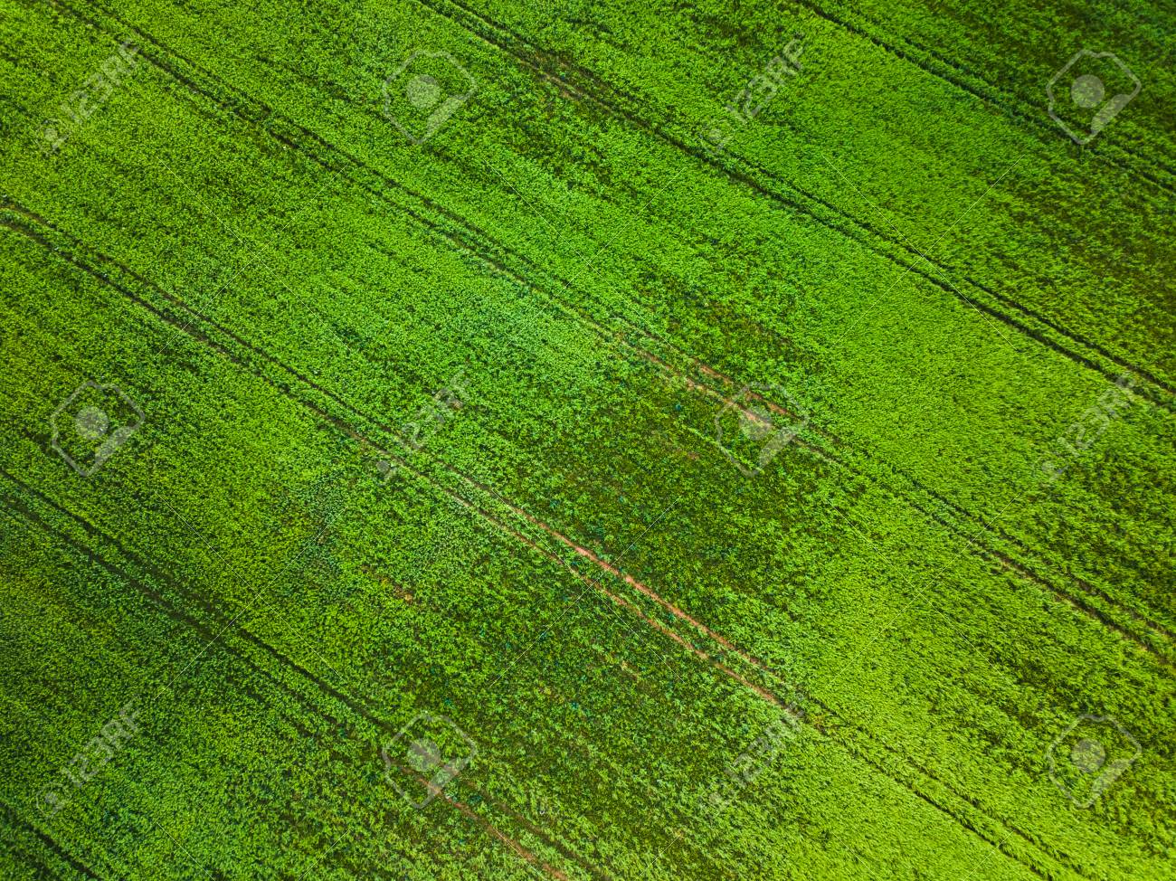 grass aerial texture field stock photo top view of natural green grass texture aerial park view of green grass texture park grass aerial texture field stock photo top view of natural green grass texture aerial park view of green grass texture park