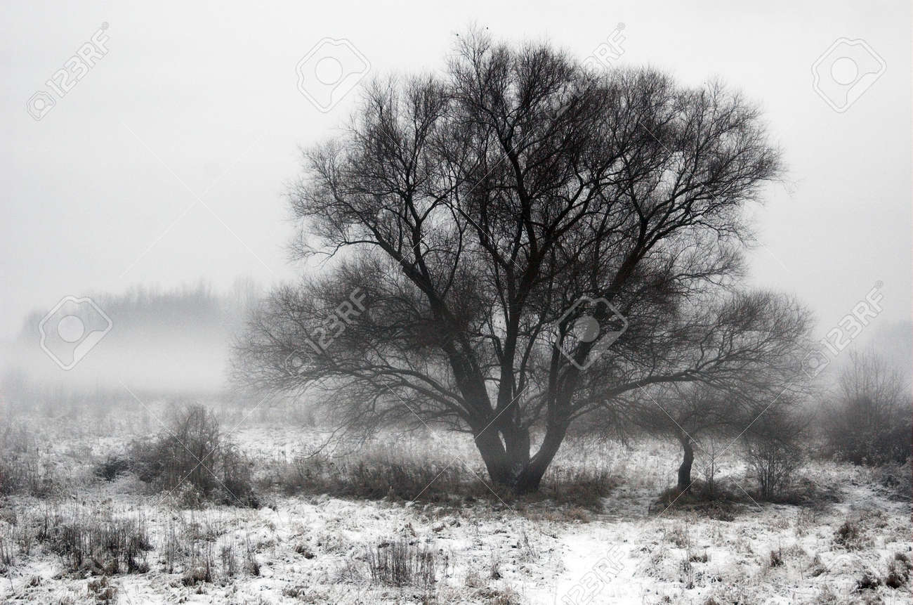 冬 白 雪 雪の吹きだまり 休日 クリスマス クリスマス 寒さ 霜 氷 オーク 霧 フィールド 草 木 凍結 寒さ セレニティ 孤独 孤独でもの 1 つは 荒涼とした コントラスト 壁紙 背景 黒 孤独な樹氷 霜霜 スリープ 待機 飛び回る の写真素材