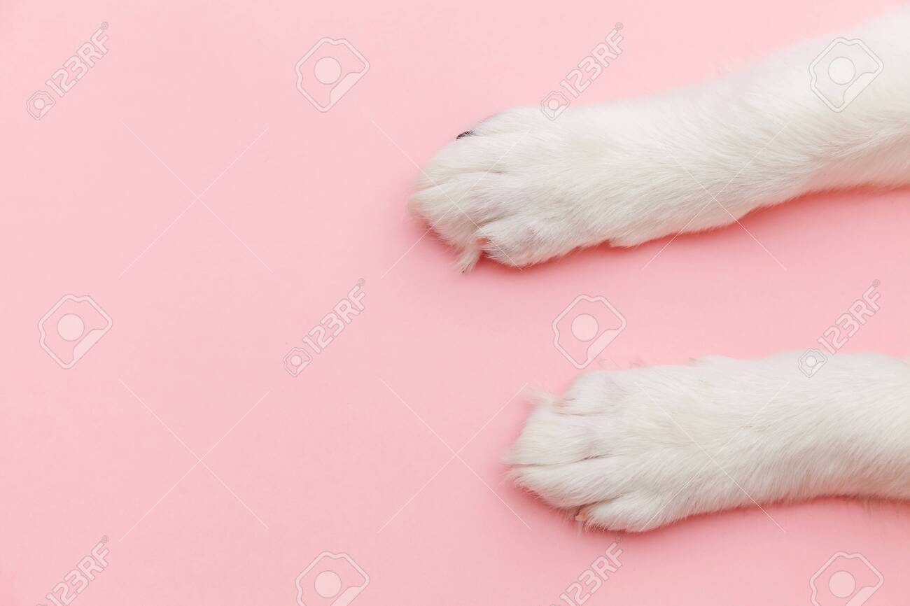 Puppy Dog White Paws Isolated On Pink Pastel Trendy Background Pet Care And Animals Concept Dog Foot Leg Overhead Top View Flat Lay Copy Space Stock Photo Picture And Royalty Free Image