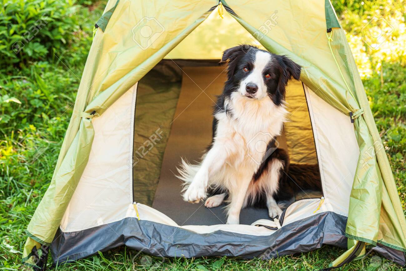 dog travel tent