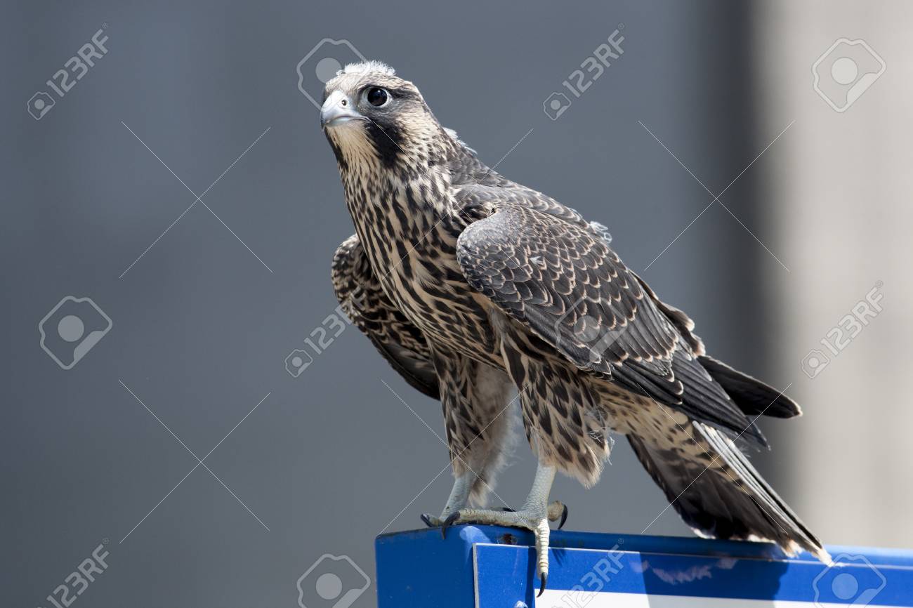 June 2017 Windsor On Canada Juvenile Peregrine Falcon