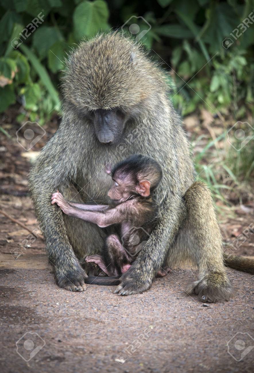 マント ヒヒの赤ちゃんと母親 の写真素材 画像素材 Image
