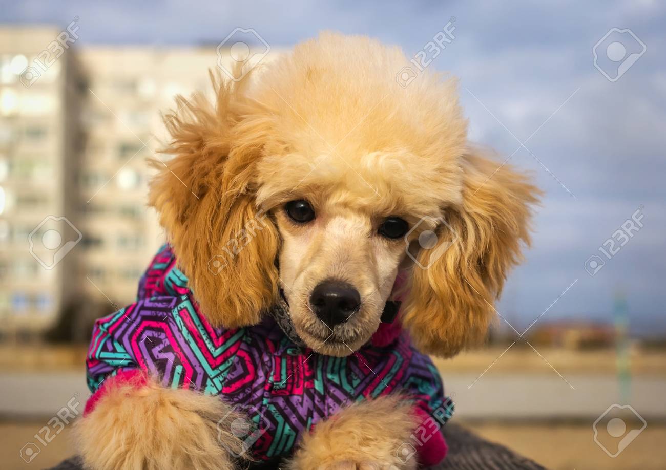 standard poodle clothes