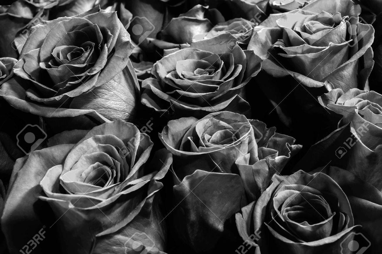 Dark Black Roses Close-up. Festive Bouquet. Background.の写真素材