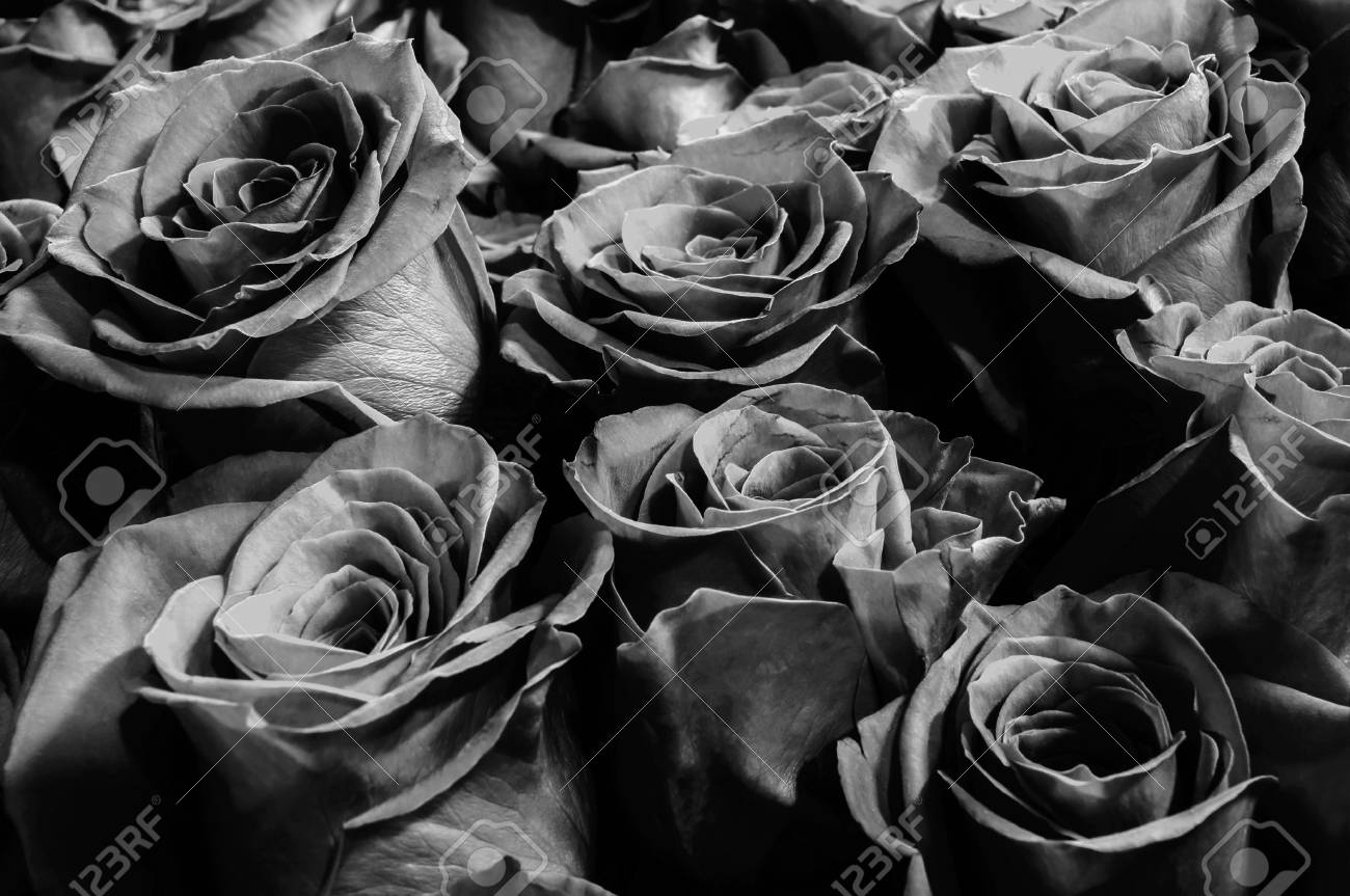 黒いバラの背景。クローズ アップ。お祝い花束。背景。の写真素材