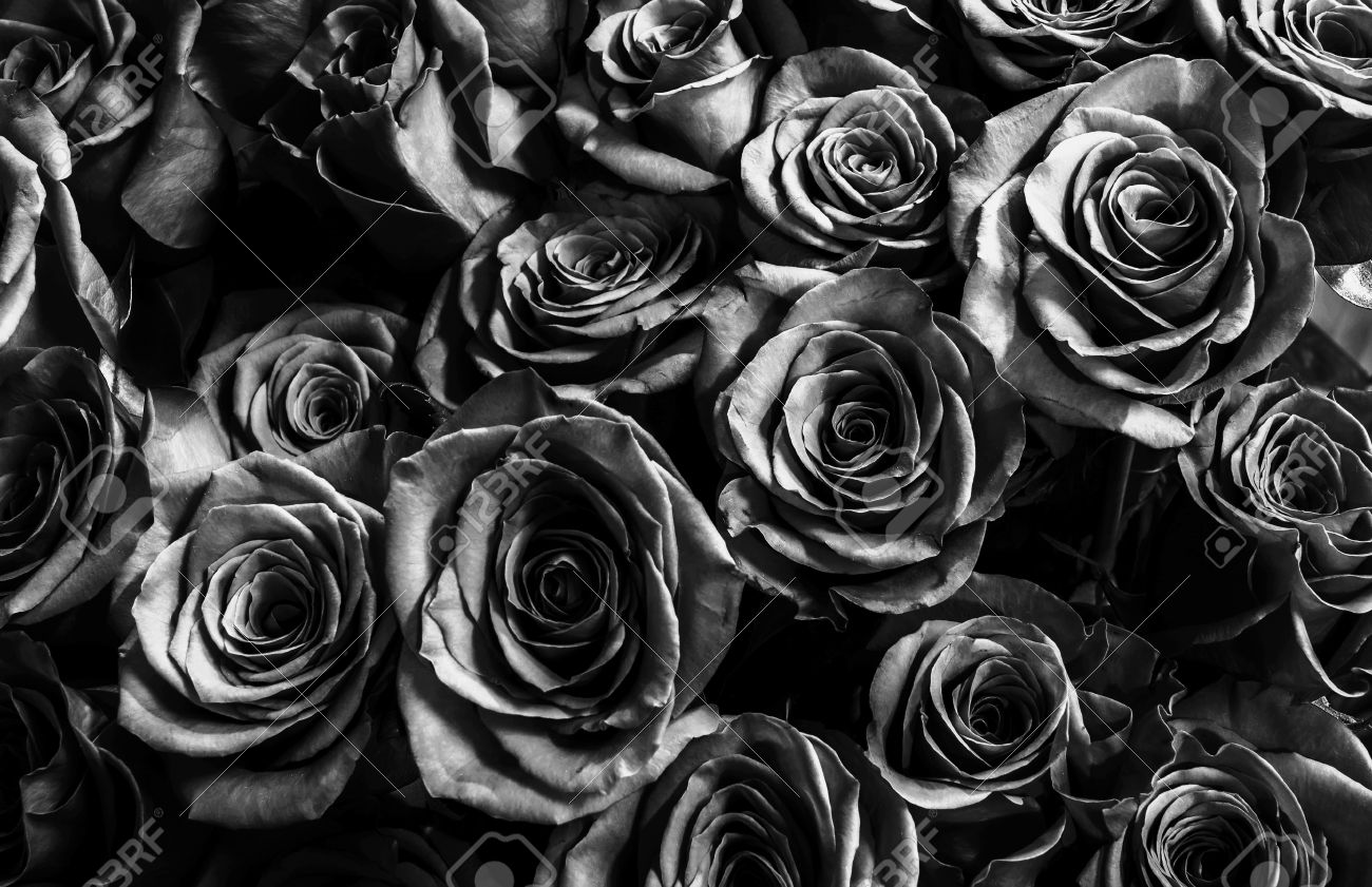 背景ボード　黒薔薇の間 暗い黒いバラ背景。ナチュラ バラ背景。豪華なバラとグリーティング