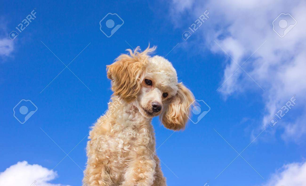 adorable poodle puppies