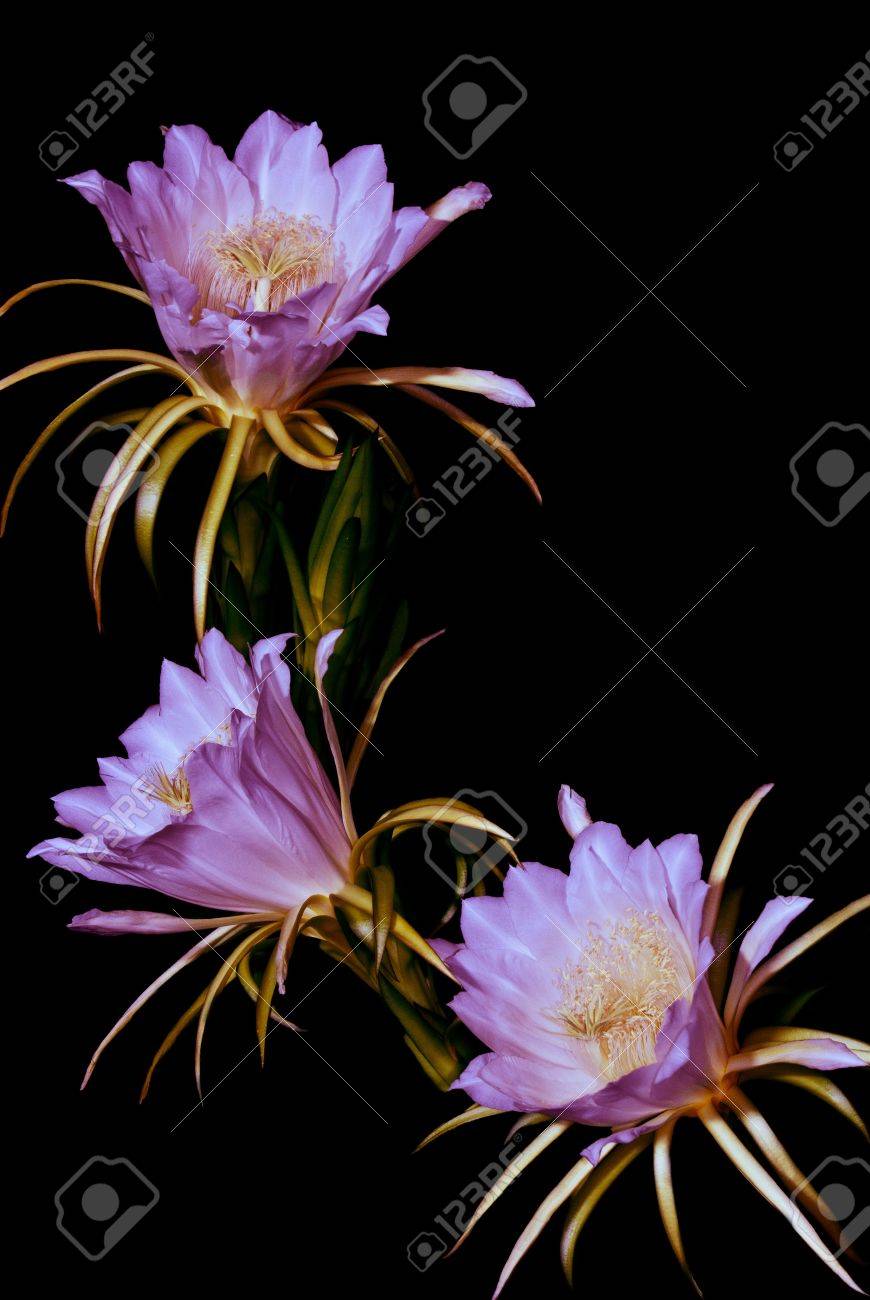 ドラゴン フルーツ 夜と朝で花が咲きます の写真素材 画像素材 Image